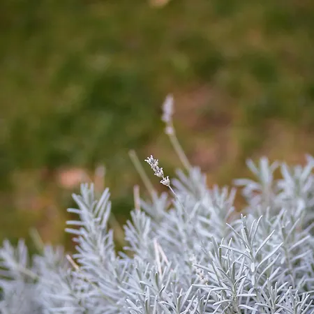 Stay,family Garden ,kids Friendly, Parking In Private Garage Spalato